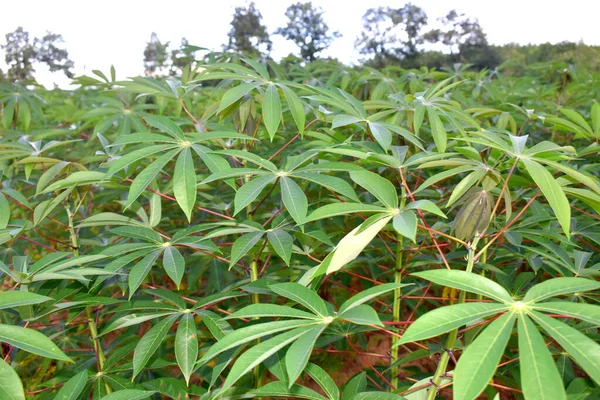 Großaufnahme Grüner Maniok Pflanzen Der Maniok Plantage Ackerland Nordosten Thailands — Stockfoto