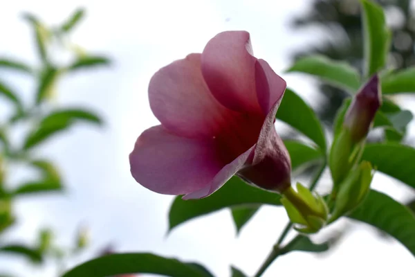Πλευρική Άποψη Του Όμορφου Μοβ Λουλούδι Allamanda Πράσινα Φύλλα Στη — Φωτογραφία Αρχείου