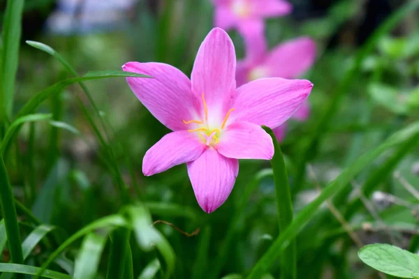 Selektywny Nacisk Różowy Kwiat Lilii Deszczowej Zielonymi Liśćmi Zielonym Tle — Zdjęcie stockowe