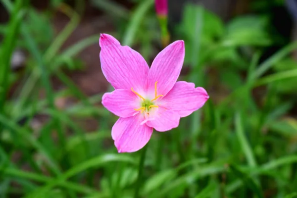 Красивый Фиолетовый Цветок Лилии Zephyranthes Зеленых Листьях Природы Размытый Фон — стоковое фото