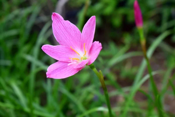 Zephyranthes rosea Stockfotos, lizenzfreie Zephyranthes rosea Bilder
