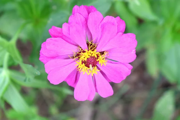 Beautiful Purple Zinnia Yellow Pollen Common Zinnia Flower Green Leaves — Stock Photo, Image