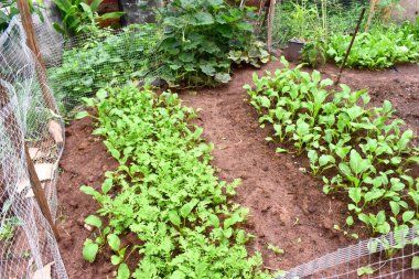 Arka bahçedeki sebze bahçelerinde Çin hardalı tohumları ekmek. Tayland 'da yağmur mevsiminde organik sebze yetiştirmek.