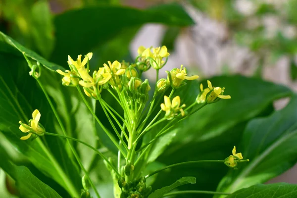 Zblízka Žluté Květy Čínské Hořčice Zelenými Listy Přírodě Rozmazané Pozadí — Stock fotografie