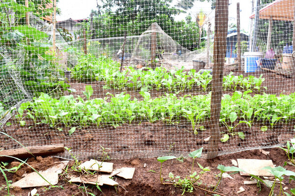 Seeding young plants of Chinese mustard in pegetable plots in backyard garden. Growing organic vegetables on rainy season in Thailand.