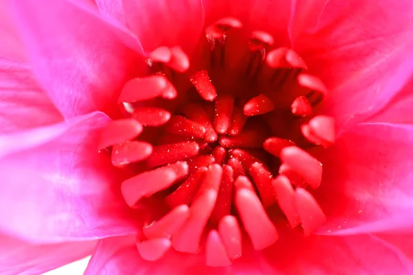 Draufsicht Auf Seerosen Oder Lotusblume Mit Rosa Pollen Inmitten Von — Stockfoto