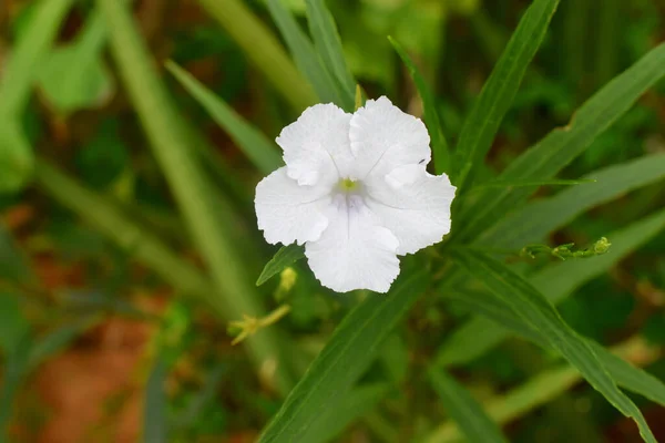 Όμορφο Λευκό Λουλούδι Ruellia Tuberosa Πράσινα Φύλλα Φύση Θολή Φόντο — Φωτογραφία Αρχείου