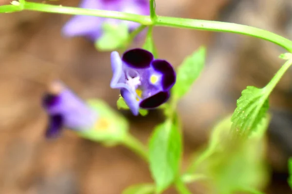 Krásné Malé Květiny Zahradě Fialové Levandulové Okvětní Lístky Torenia Fournieri — Stock fotografie