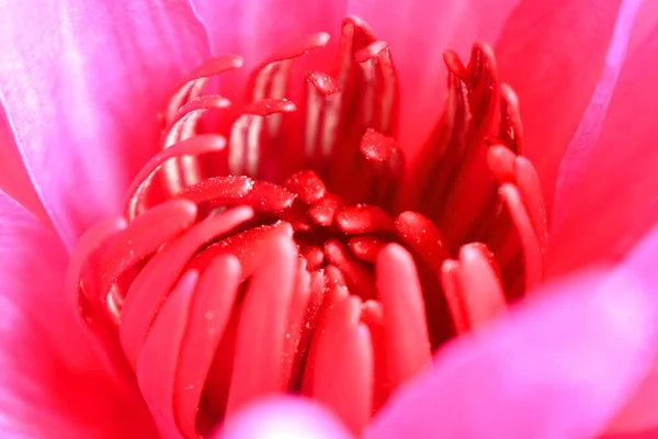 Zbliżenie Kwiat Lilii Wodnej Lub Lotosu Różowym Pyłkiem Środku Słodkich — Zdjęcie stockowe