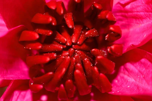 Blisko Góry Widok Góry Kwiat Lilii Wodnej Lub Lotosu Czerwonym — Zdjęcie stockowe