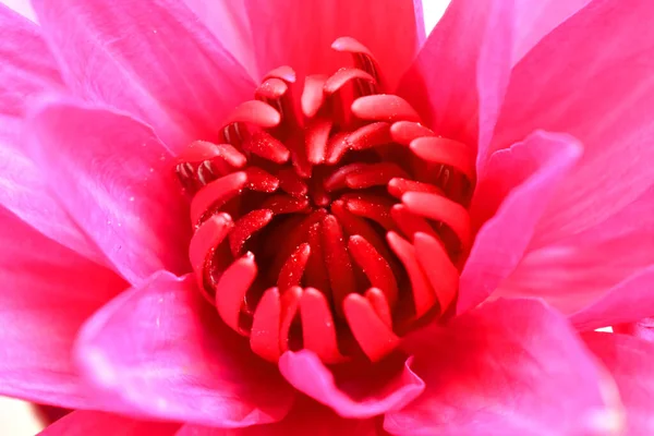 Draufsicht Auf Seerosen Oder Lotusblume Mit Rosa Pollen Inmitten Rosafarbener — Stockfoto