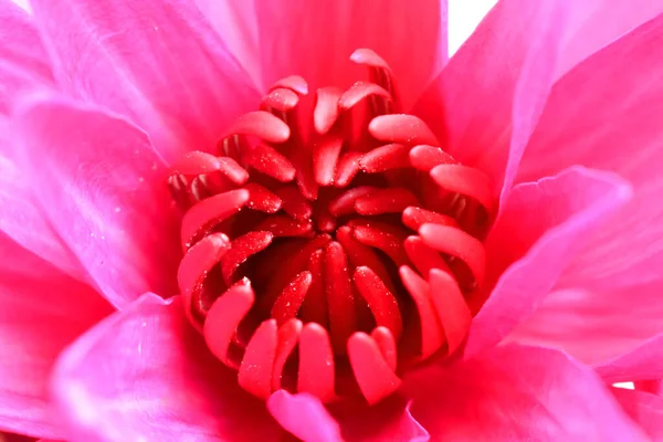 Gros Plan Fleur Nénuphar Lotus Avec Des Pollens Roses Milieu — Photo