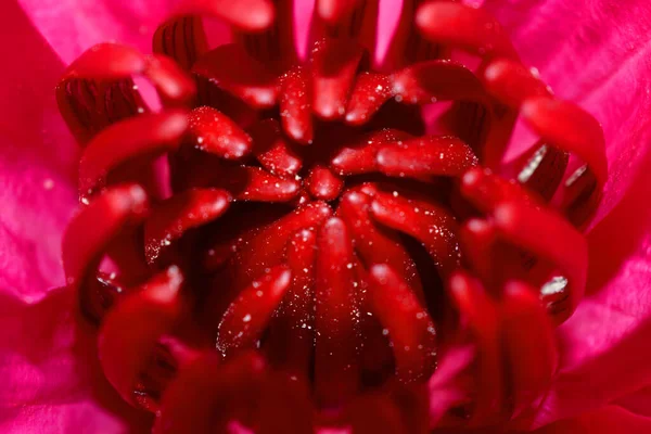 Nahaufnahme Einer Seerosen Oder Lotusblüte Mit Roten Pollen Inmitten Rosafarbener — Stockfoto