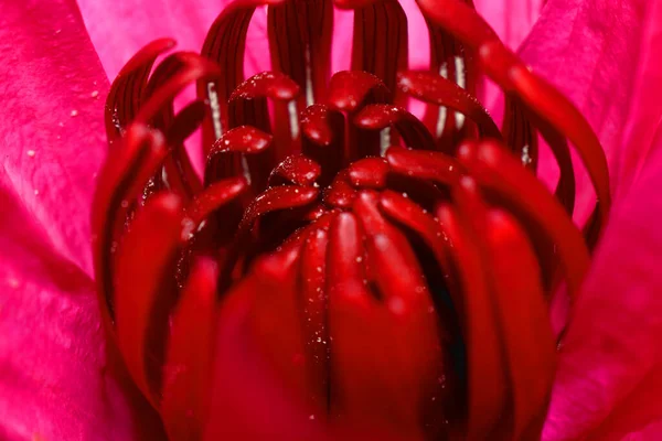 Вид Сбоку Водянистый Лотосный Цветок Красной Пыльцой Посреди Розовых Лепестков — стоковое фото
