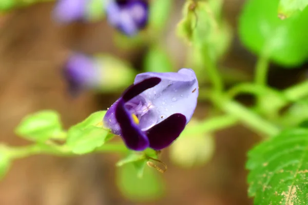 トレニア4ニエリの紫と青の花や明るい緑の自然上のウィッシュボーンの花の選択された焦点青の背景 — ストック写真