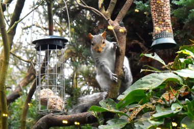Doğu Gri Sincap hızlı toplar ve ağaçta asılı kuş yemliğinde yer fıstığı arasına tırmanırken cam pencereden yansıyan ışıklarla. İngiltere 'deki bahçenin penceresinden hayvanların vahşi yaşamını izliyordum.