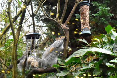 Doğu Gri Sincap ağaca tırmanıyor ağaçtan sarkan kuş yemliğinde yer fıstığı arıyor. Pencere camından hayvanları seyredip İngiltere 'de kuşları beslemek..