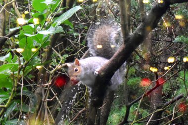 Güzel Doğu Gri Sincap, ağaç dalında oturmuş pencere camından yansıyan bokeh ışığıyla yeşil arka planda bulanık duruyor. Bahçedeki pencereden hayvanları izliyordum..
