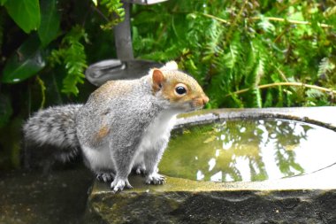 Güzel Doğu Gri Sincap kuş banyosuna oturmuş yeşil yaprakların arkasına bakıyor. İngiltere 'de dört mevsimde vahşi yaşam