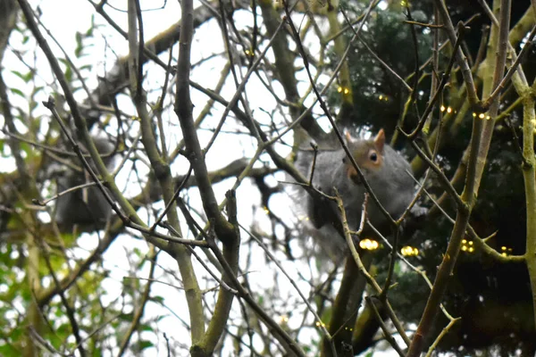 Eastern Gray Squirrel Sitting Tree Branch Looking Food Daytime Wildlife — Stock Photo, Image