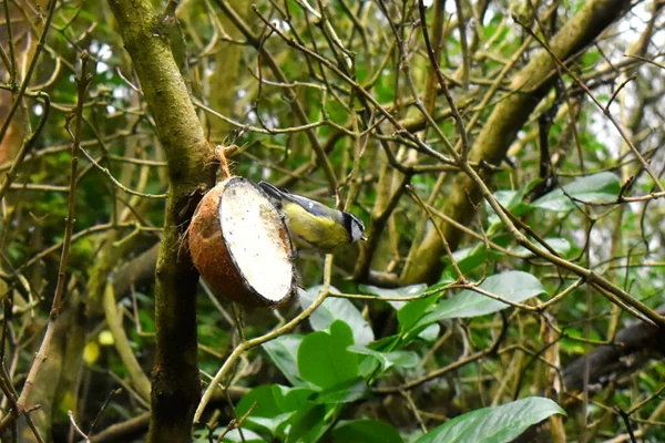 야자수에 매달려 나뭇가지 블루에 정원의 새들에게 먹이를 — 스톡 사진