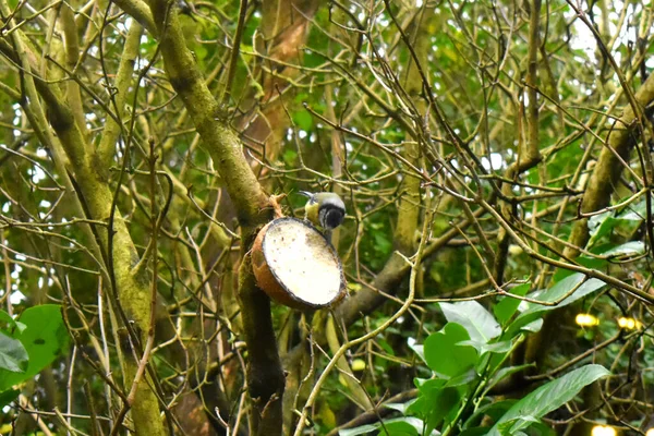 Bluetit Typowy Ptak Wielkiej Brytanii Garde Jedzenie Łupiny Kokosowej Wiszące — Zdjęcie stockowe