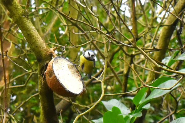 Bluetit Typowy Ptak Wielkiej Brytanii Ogród Stojący Skorupie Kokosowej Ptaka — Zdjęcie stockowe