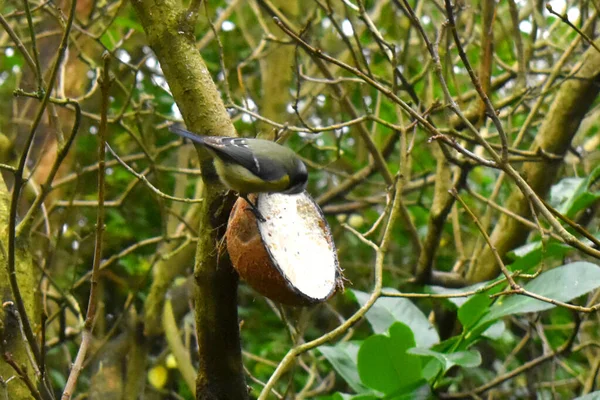 英国の庭で一般的な鳥を食べます 木からぶら下がっココナッツシェルから食べ物を食べます 木の枝に緑の自然ぼやけた背景に 英国の庭で鳥を食べます — ストック写真