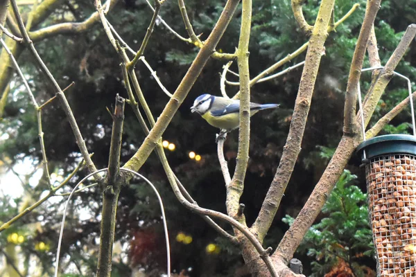 Bluetit Common Bird Garden Sitting Twigs Feeding Birds Back Garden — Stock Photo, Image