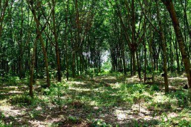 Lastik çiftliğindeki kauçuk ağaçlar Tayland 'ın kuzeydoğusunda lateks olarak yetişiyor. Güzel yeşil doğa arka planı.