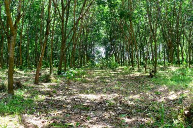 Lastik çiftliğindeki kauçuk ağaçlar Tayland 'ın kuzeydoğusunda lateks olarak yetişiyor. Güzel yeşil doğa arka planı.