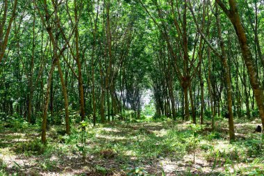 Lastik çiftliğindeki kauçuk ağaçlar Tayland 'ın kuzeydoğusunda lateks olarak yetişiyor. Güzel yeşil doğa arka planı.