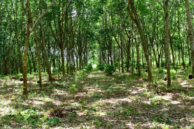 Lastik çiftliğindeki kauçuk ağaçlar Tayland 'ın kuzeydoğusunda lateks olarak yetişiyor. Güzel yeşil doğa arka planı.