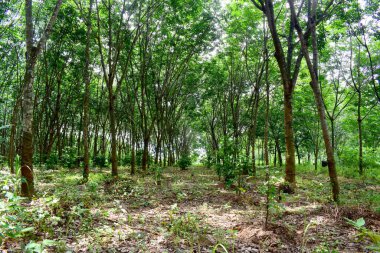 Lastik çiftliğindeki kauçuk ağaçlar Tayland 'ın kuzeydoğusunda lateks olarak yetişiyor. Güzel yeşil doğa arka planı.