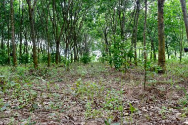 Lastik çiftliğindeki kauçuk ağaçlar Tayland 'ın kuzeydoğusunda lateks olarak yetişiyor. Güzel yeşil doğa arka planı.