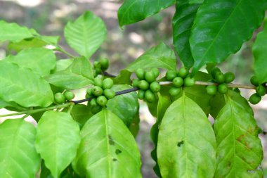 Kahve ağacında taze çiğ kahve çekirdekleri, Tayland 'ın kuzeydoğusunda yetişen organik Arap kahve bitkisi..