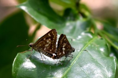 Yeşil yaprakta çiftleşen bir çift kelebek..