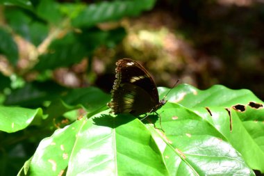 Güzel, beyaz amiralin kara kelebeği (Limenitis camilla) güneşli bir günde yeşil yaprağın üzerinde dinleniyor ve arka planı bulanık..