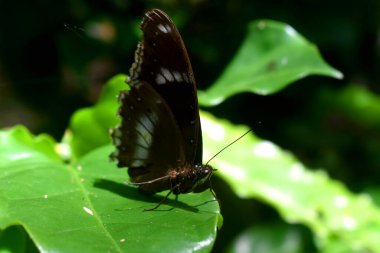 Güzel bir Beyaz Amiral Kelebeği (Limenitis Camilla), koyu yeşil arka planı bulanık, güneş ışığında yeşil bir yaprağın üzerinde dinlenir..