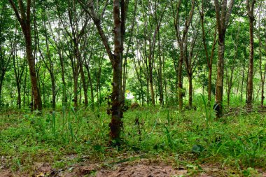 Lastik çiftliğindeki kauçuk ağaçlar Tayland 'ın kuzeydoğusunda lateks olarak yetişiyor. Güzel yeşil doğa arka planı.