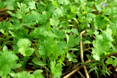 Organik bahçede taze yeşil kişniş sebzeleri, Tayland 'ın kırsal kesimlerinde genç bitkilerin tohumu..