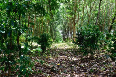 Lastik çiftliğindeki kauçuk ağaçlar Tayland 'ın kuzeydoğusunda lateks olarak yetişiyor. Güzel yeşil doğa arka planı.