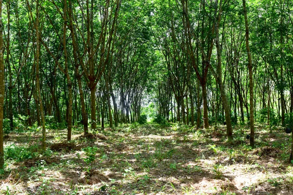 Para Gummiträd Gummiplantageodling För Latex Nordöstra Thailand Vacker Grön Natur — Stockfoto