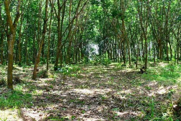 Para Gummiträd Gummiplantageodling För Latex Nordöstra Thailand Vacker Grön Natur — Stockfoto