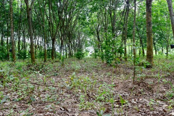 Para Gummiträd Gummiplantageodling För Latex Nordöstra Thailand Vacker Grön Natur — Stockfoto