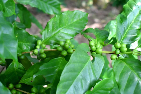 Closeup Fresh Raw Coffee Beans Coffee Tree Bunch Organic Arabica — Stock Photo, Image