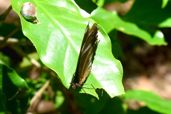 Closeup White Admiral Butterfly Limenitis Camilla Resting Green Leaf Sunlight — Stock Photo, Image