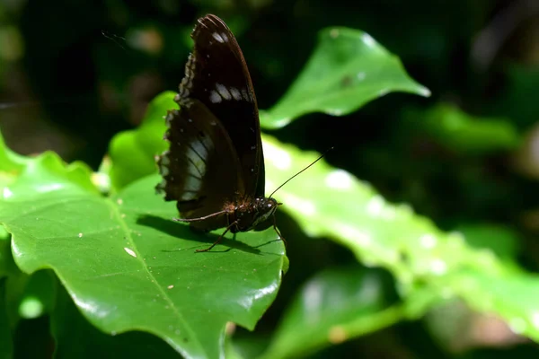 Closeup Beautiful White Admiral Butterfly Limenitis Camilla Resting Green Leaf — Stock Photo, Image