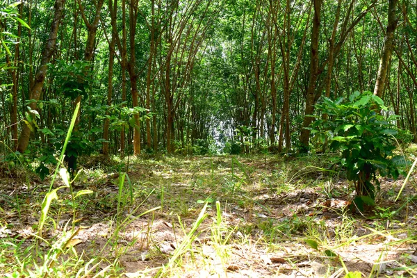 Árboles Paracaucho Plantaciones Caucho Que Crecen Para Látex Noreste Tailandia —  Fotos de Stock