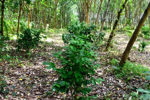 Gemischter Gartenbau Biologischer Anbau Von Arabica Kaffeepflanzen Der Para Kautschuk — Stockfoto